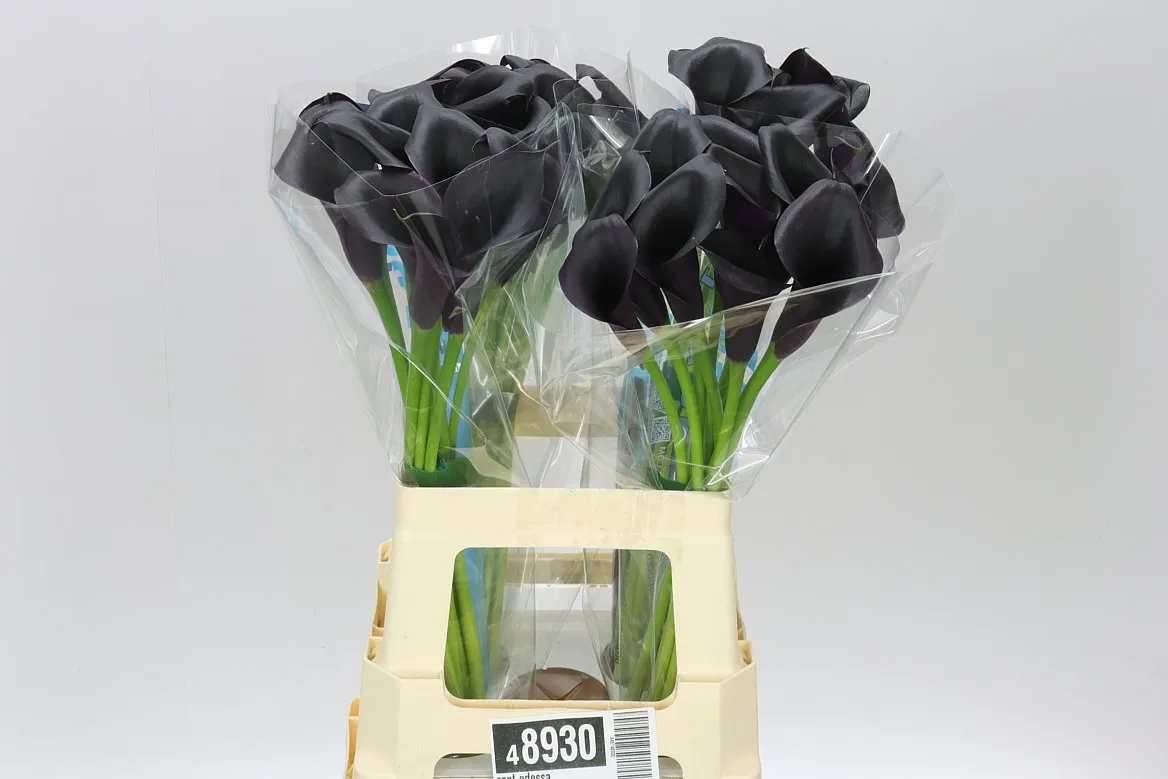 Kala Odessa • 65 cm