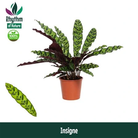 Calathea Insigne • črepník 14 cm
