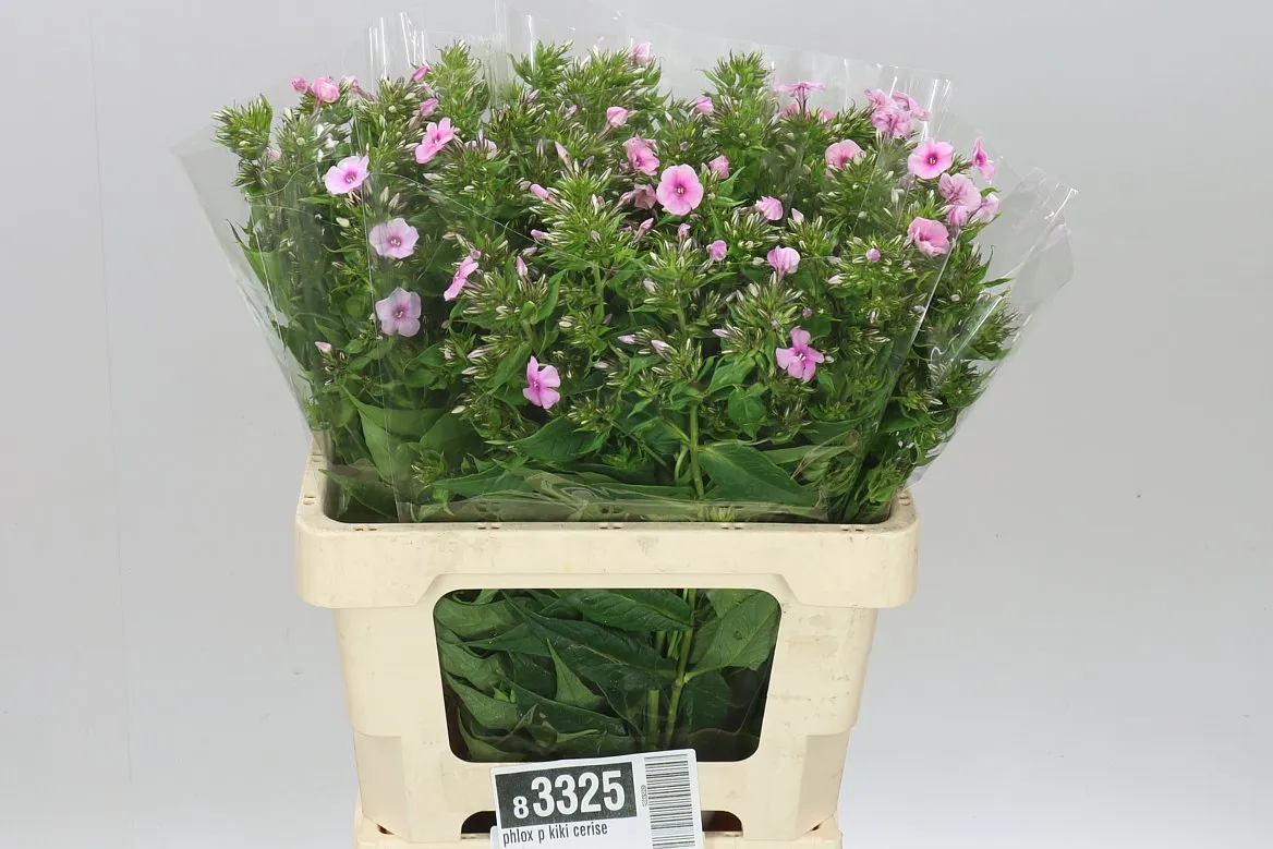 Flox Kiki Cerise • 60 cm