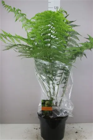 Dicksonia Antarctica X • črepník 29 cm