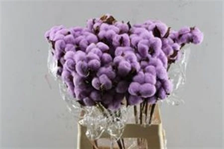 Katoen Purple, sušené • 70 cm