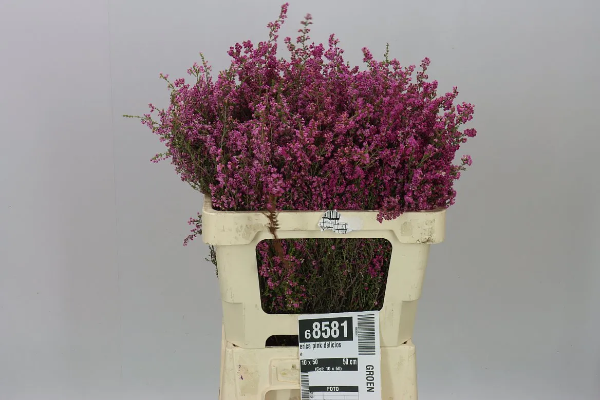 Vresovec Pink Deliciosa • 50 cm