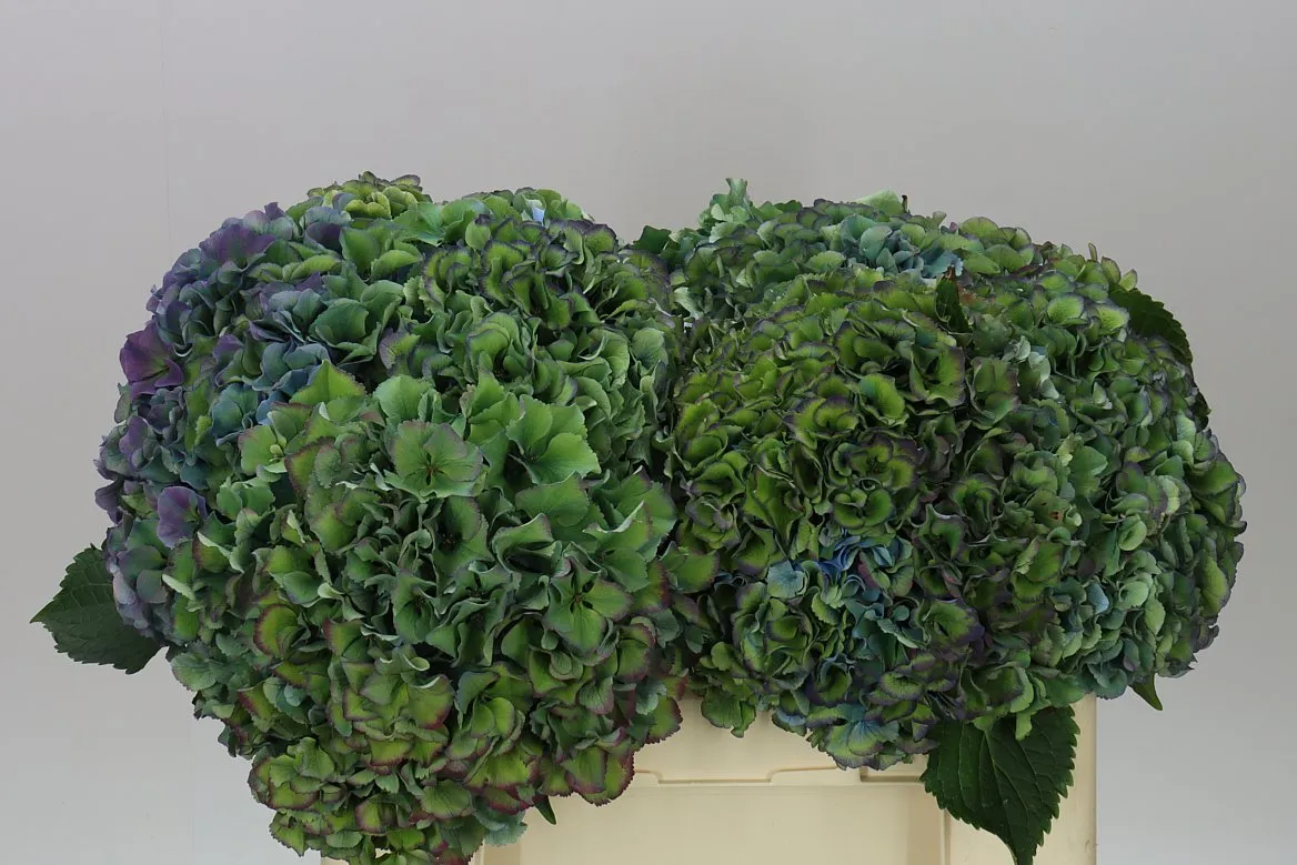Hortenzia Parade Classic • 50 cm
