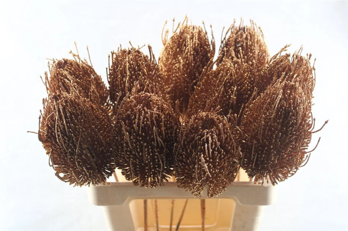Banksia Copper X10, sušené • 50 cm