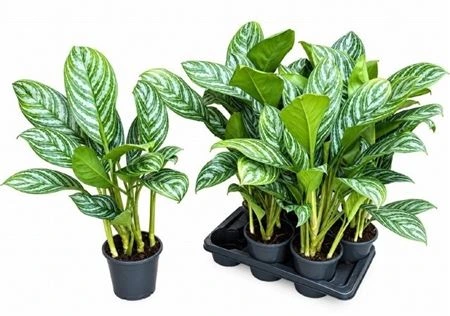Aglaonema Stripes • črepník 17 cm