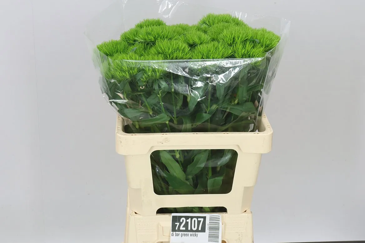 Klinček bradatý Green Wicky • 60 cm