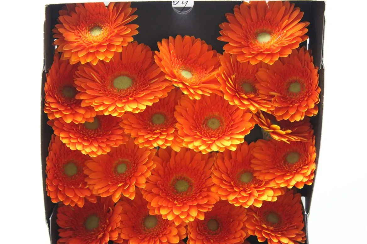 Germini Diamond Cuby • 55 cm