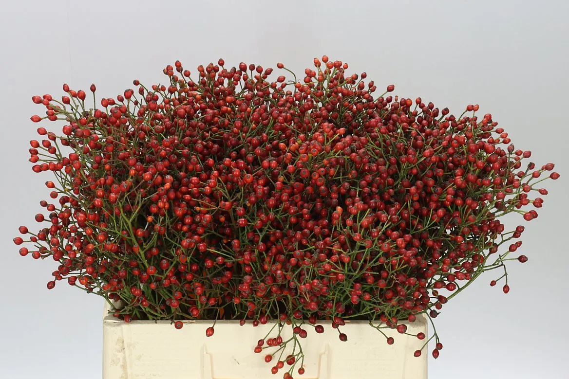 Šípky Mag Red Cascade • 55 cm