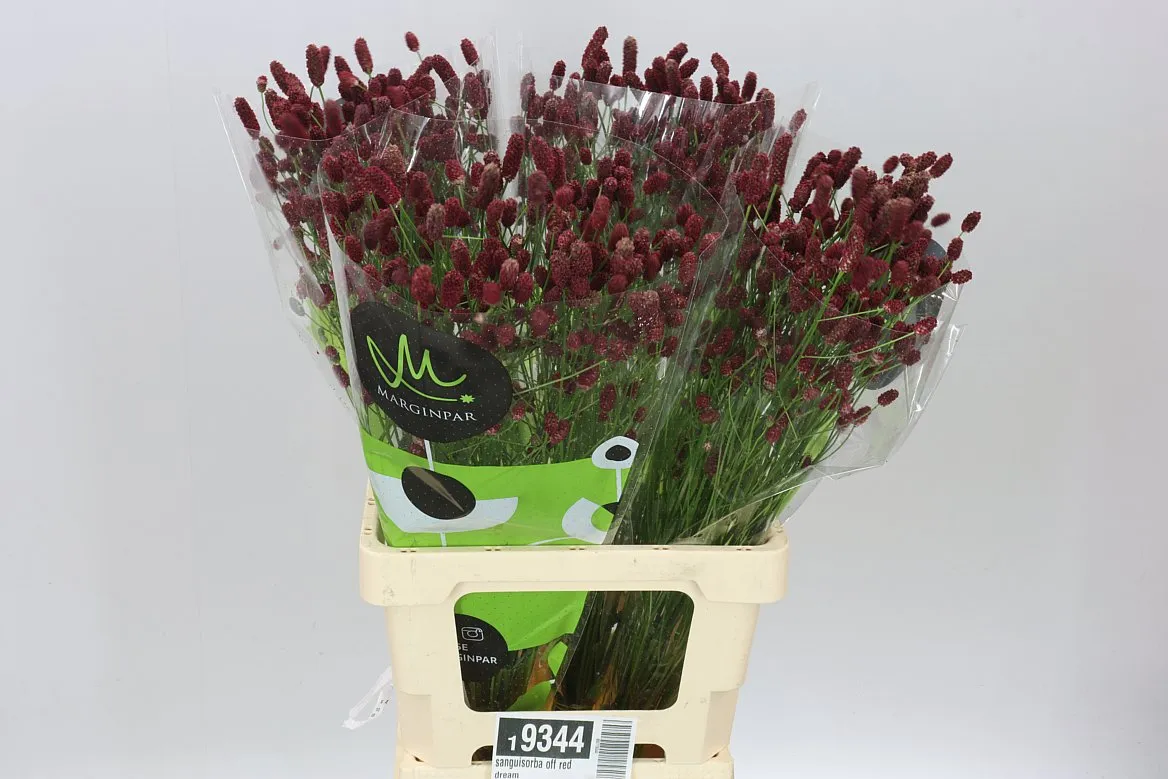 Sanguisorba Off Red Dream • 70 cm