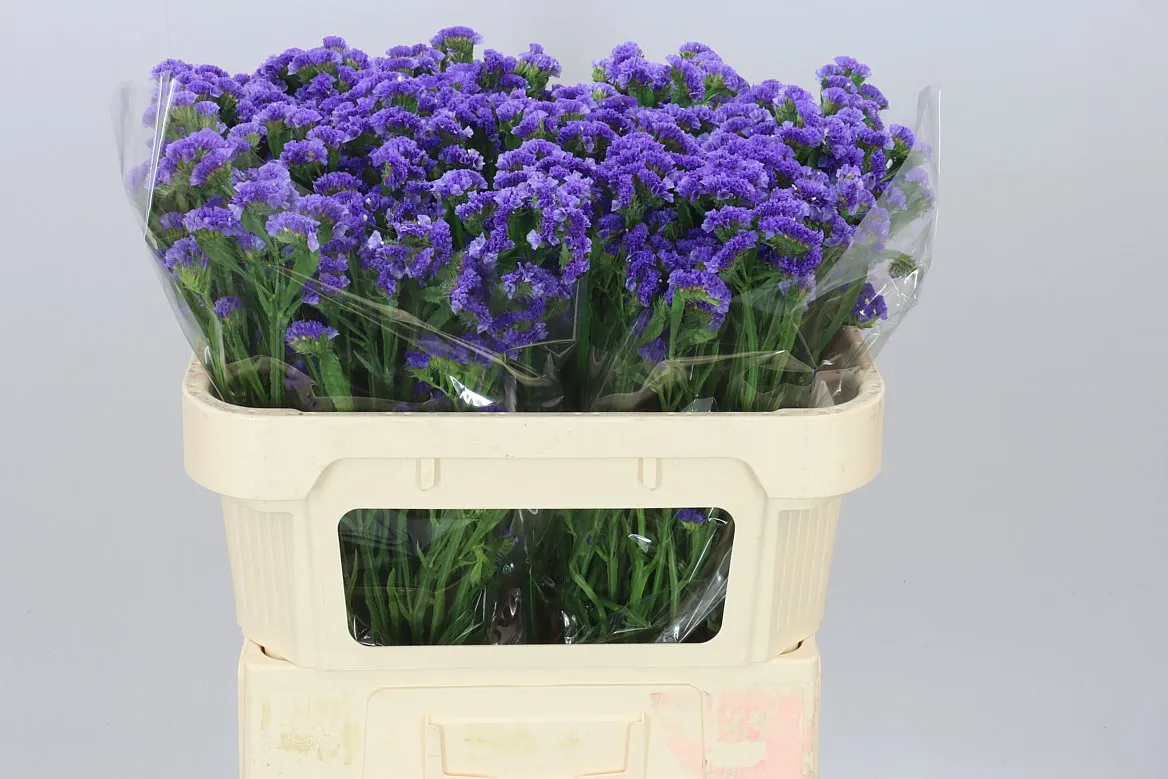 Lim. S Cry Dark Blue • 70 cm