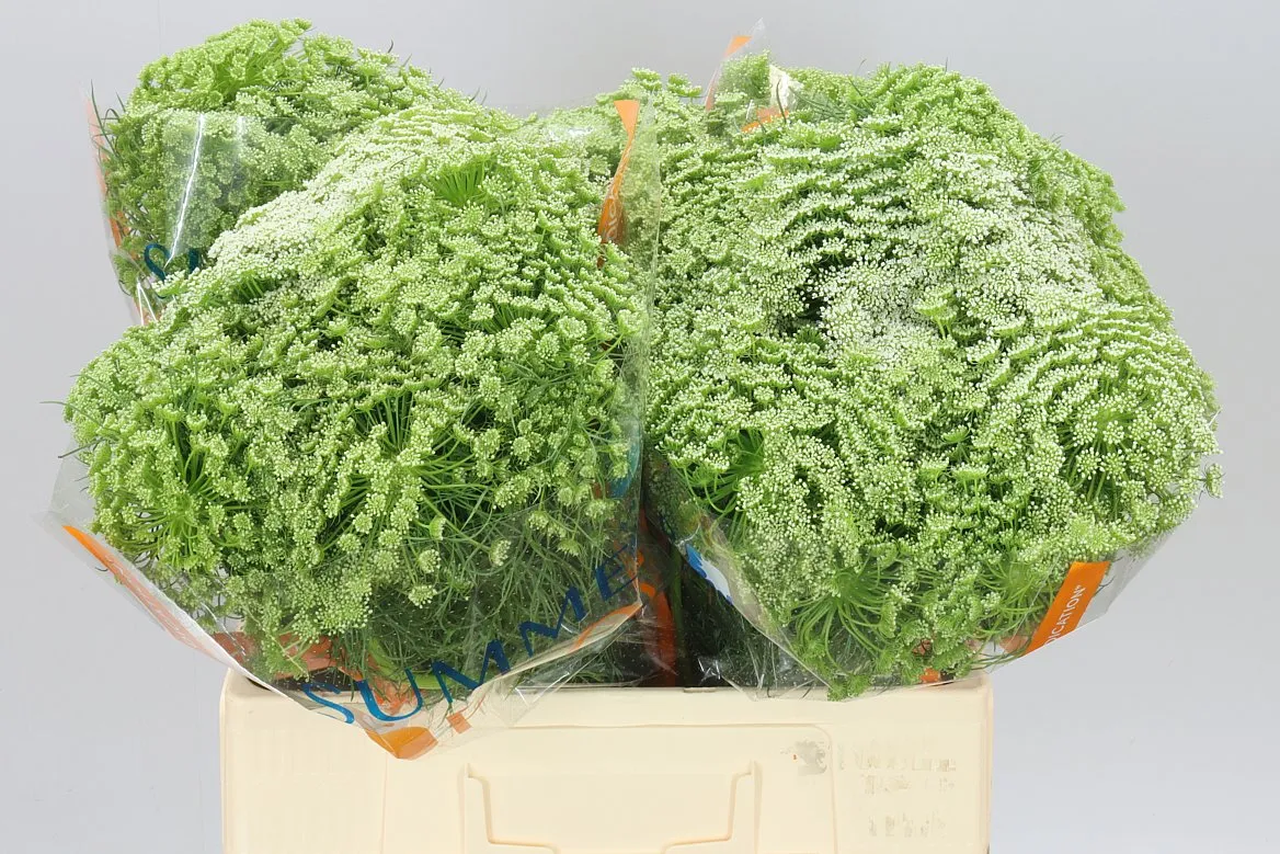 Ammi Visnaga • 60 cm