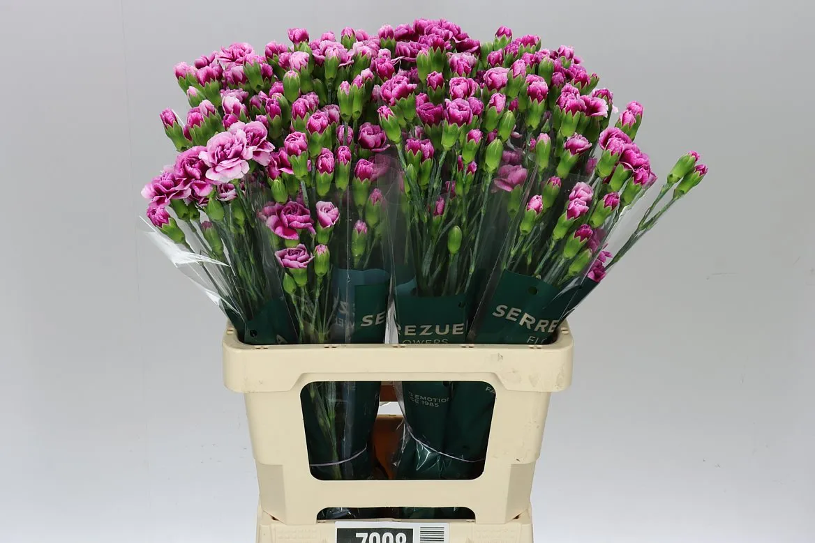 Di Tr Trendy Tessino • 65 cm