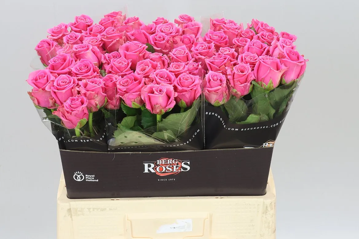 Rosa Gr Charlotte • 60 cm
