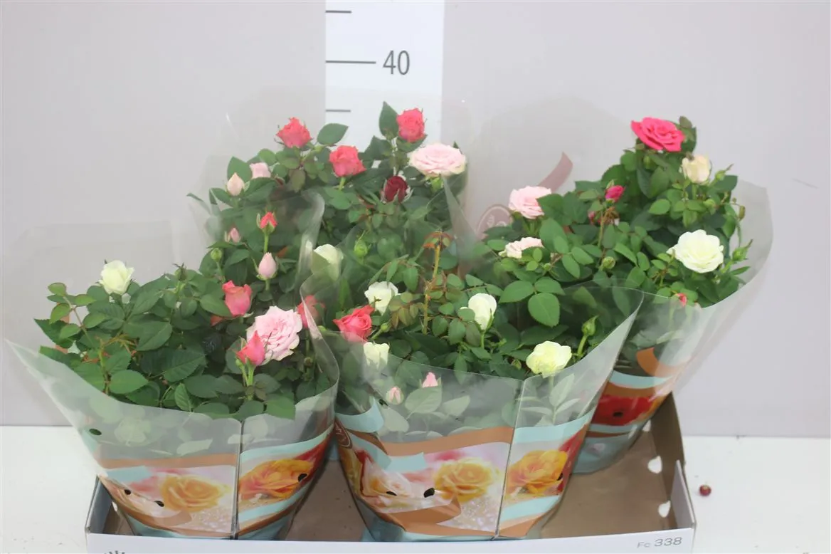 Rosa Favourite Carnaval Schaal • črepník 20 cm