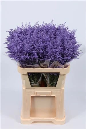 Solidago farbená Milka • 80 cm