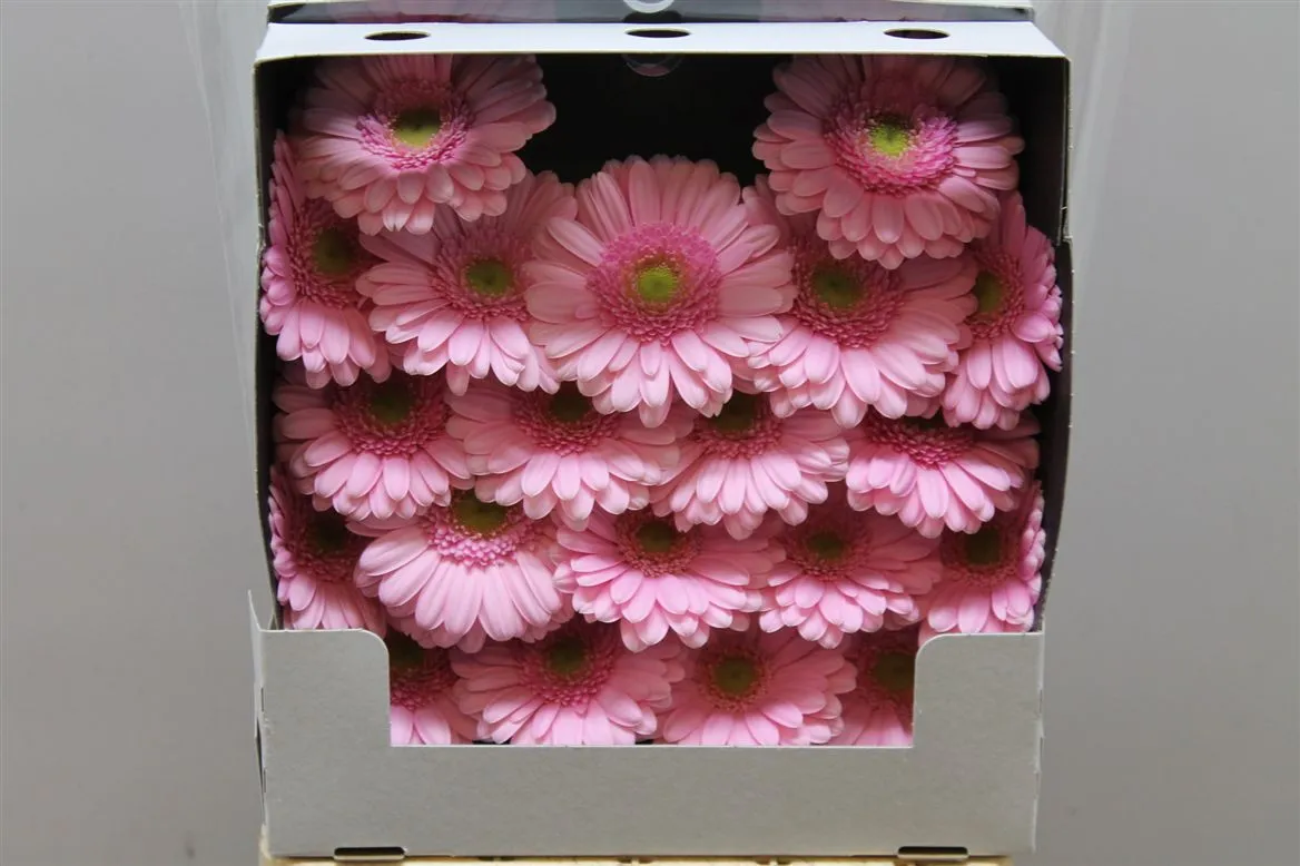 Germ D Kimsey • 55 cm