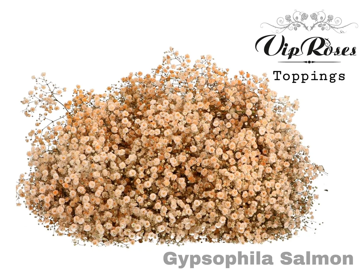 Gypsofila Pa Salmon • 80 cm