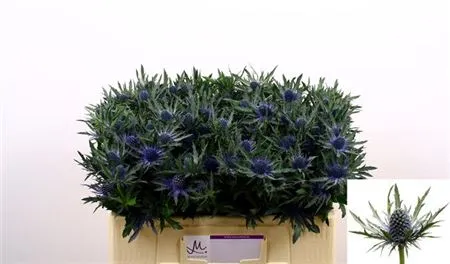 Eryngium Orion • 40 cm