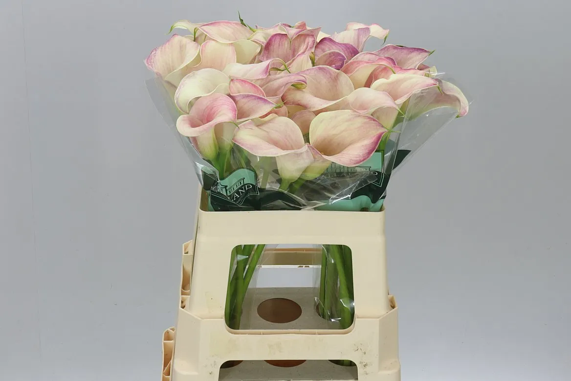 Zant Blushing Lady • 60 cm