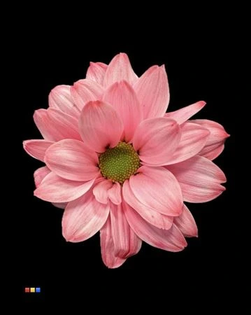 Chryzantéma trsová Kennedy Hot Pink • 70 cm
