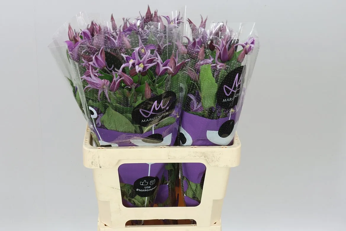 Clematis Amazing Rome • 60 cm