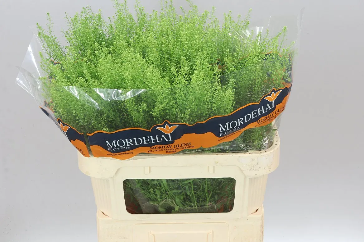Thlaspi Green Bell • 75 cm