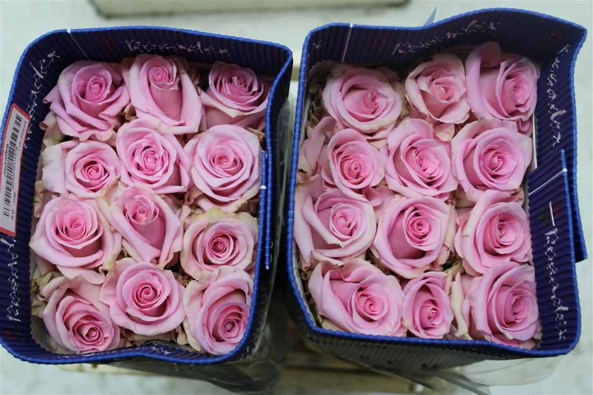 Rosa Gr Ec Jessica • 70 cm
