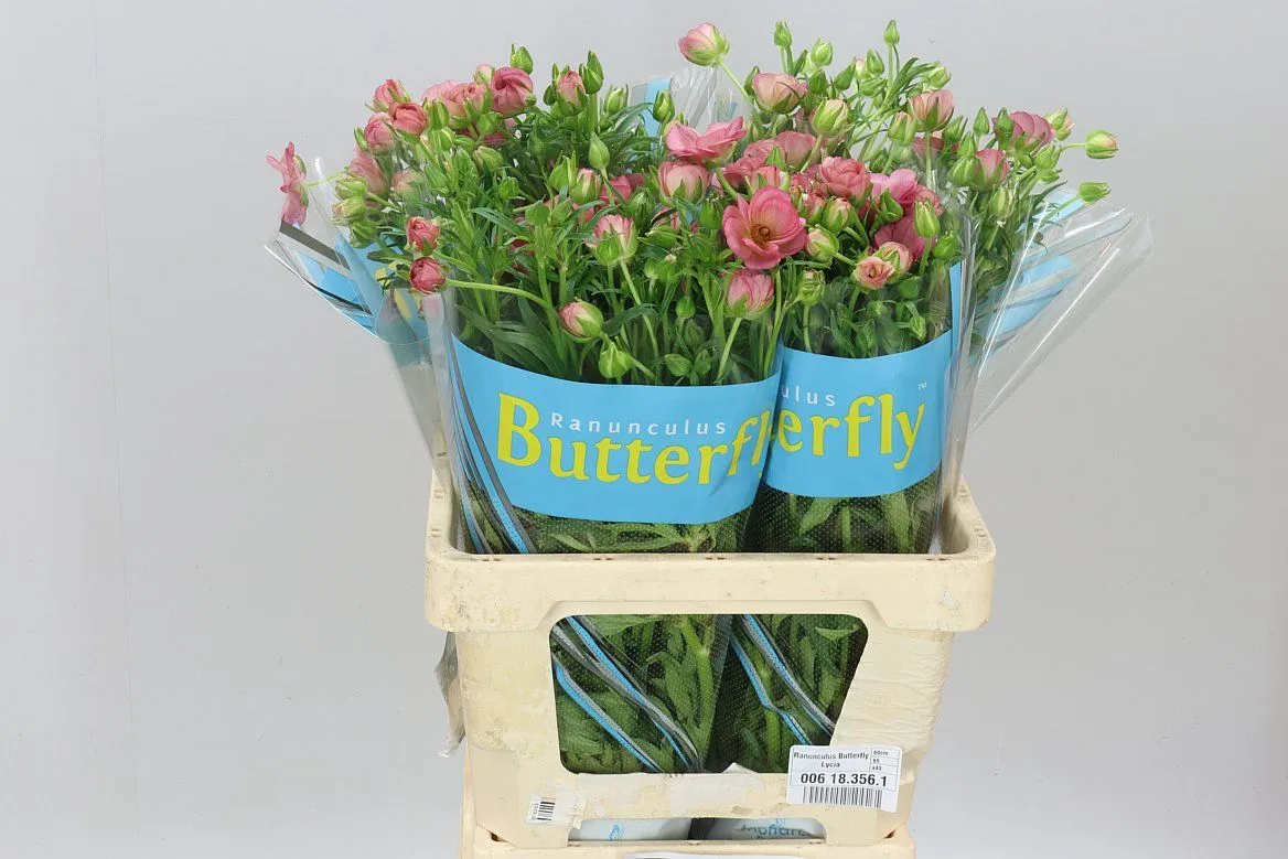 Ranuncul Butterfly Lycia • 70 cm