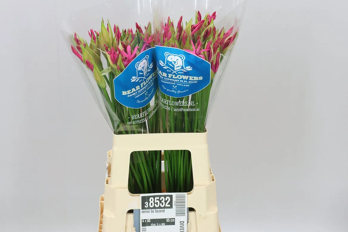 Nerine Bo Favoriet • 65 cm