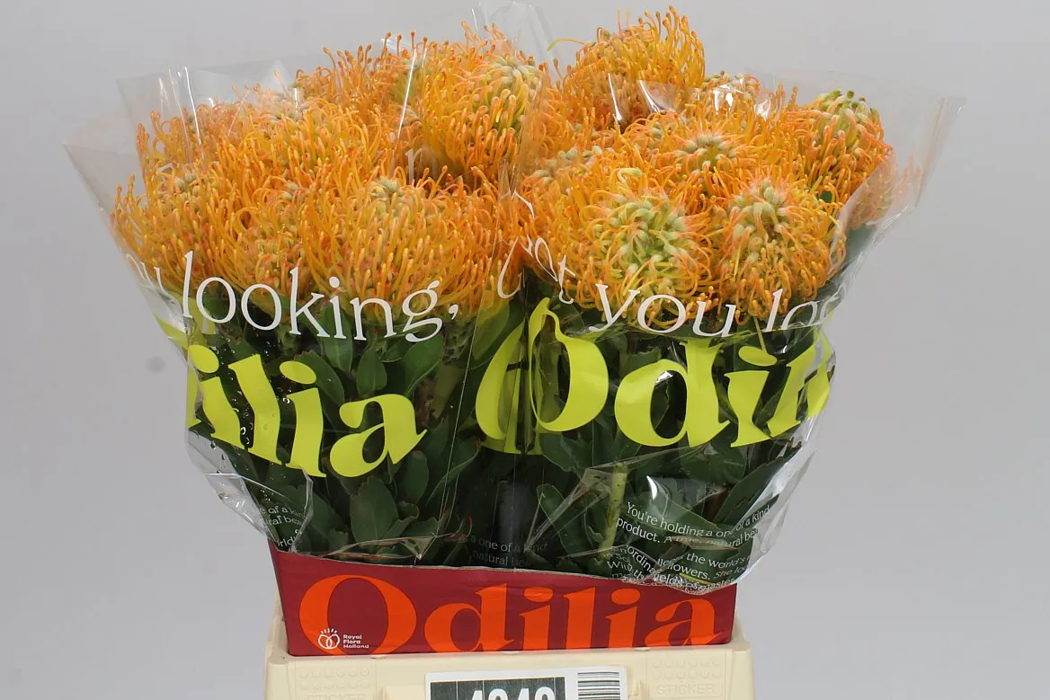 Leucospermum Soleil • 50 cm