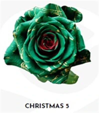 Ruža farbená Xmas 5, Ekvádor • 50 cm