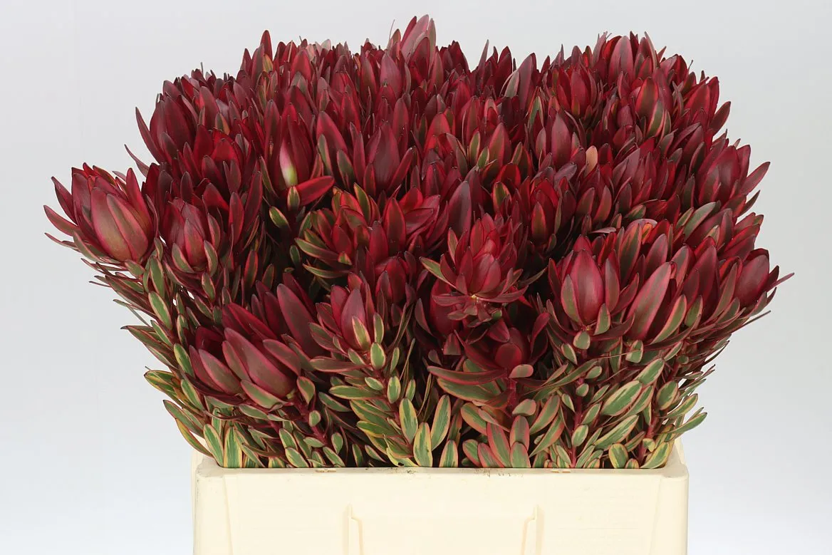 Leucadendron Jester • 60 cm