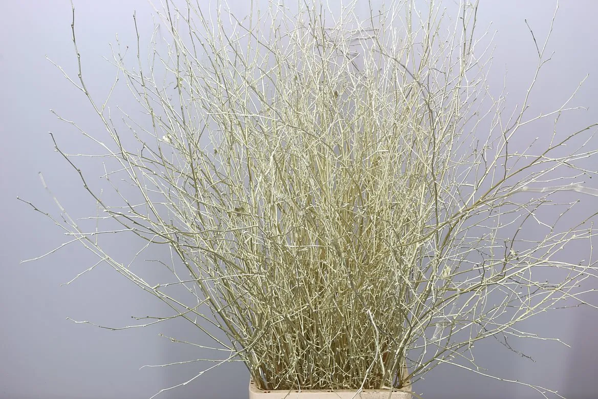 Breza Platina • 120 cm