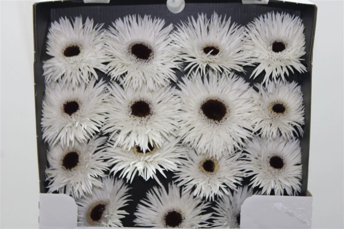 Gerbera Diamond Spider Phantom • 55 cm