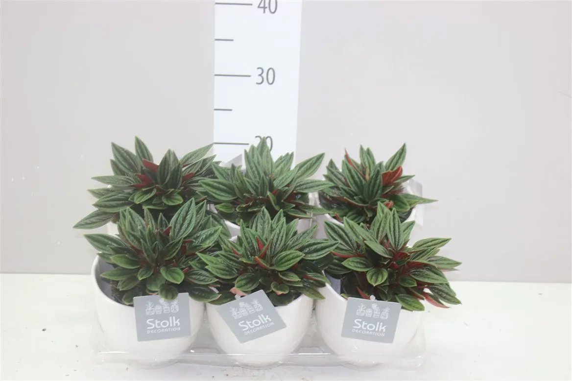 Peperomia Rosso Liv v keramike • črepník 13 cm
