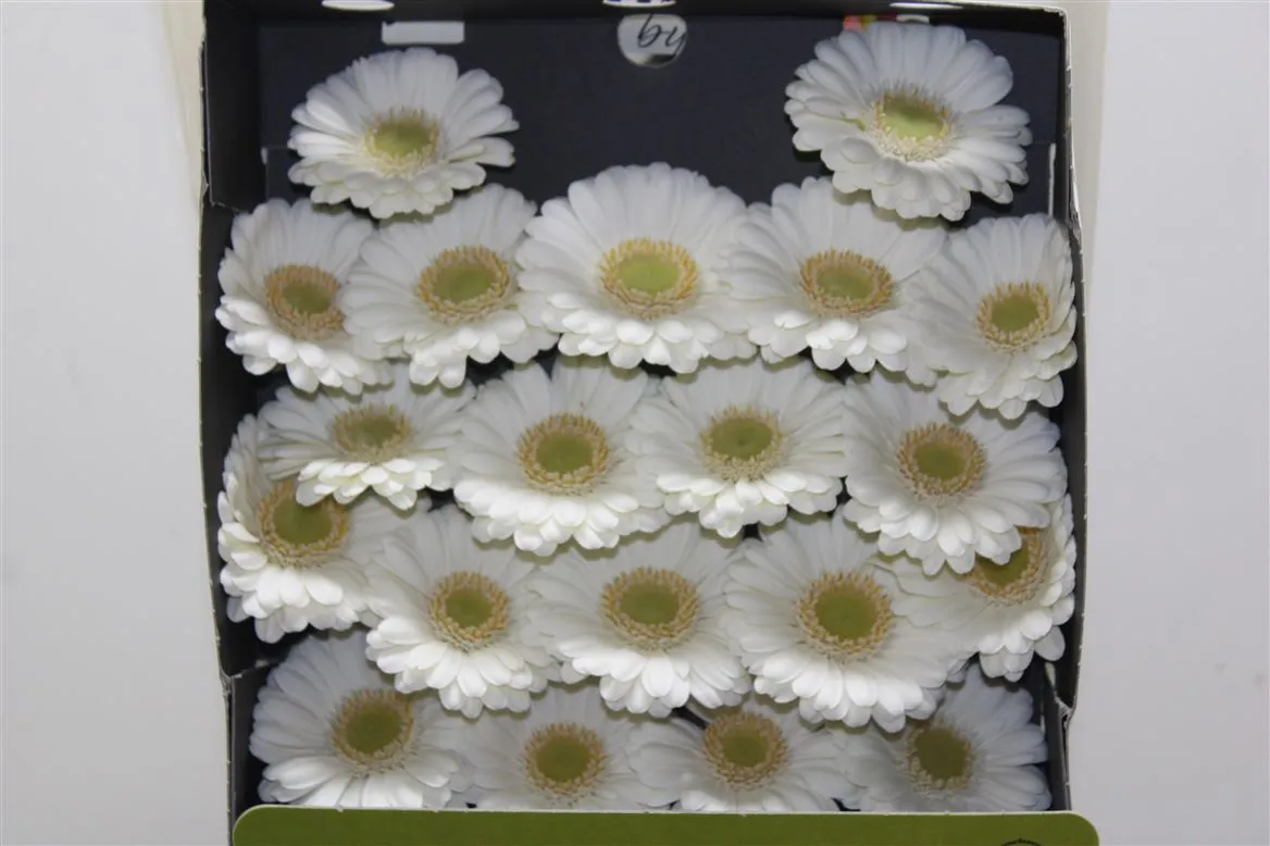 Germini Diamond Albino • 55 cm
