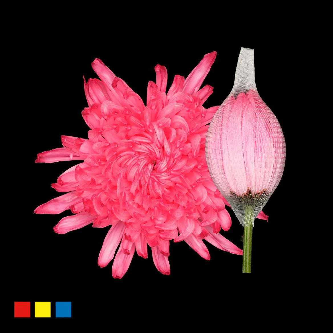 Chryzantéma veľkokvetá Stravina Hotpink • 70 cm