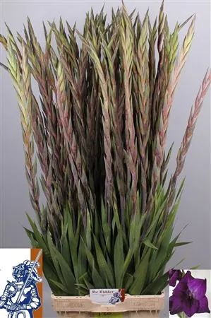 Glad Purple Flora • 120 cm