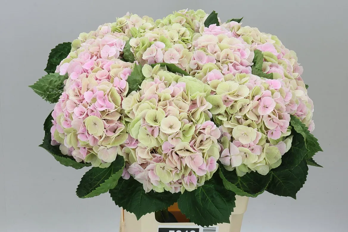 Hyd Matcha Classic • 60 cm