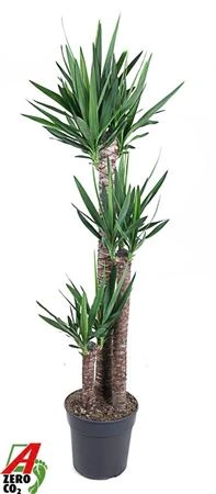 Juka 120-60-30 3+ • črepník 31 cm