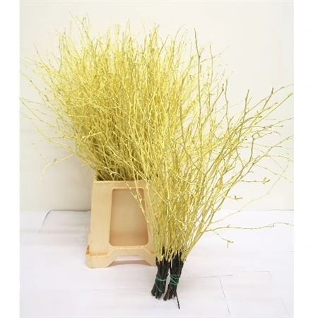 Breza Creme • 70 cm