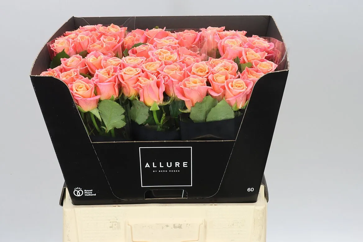 Rosa Gr Miss Piggy • 60 cm