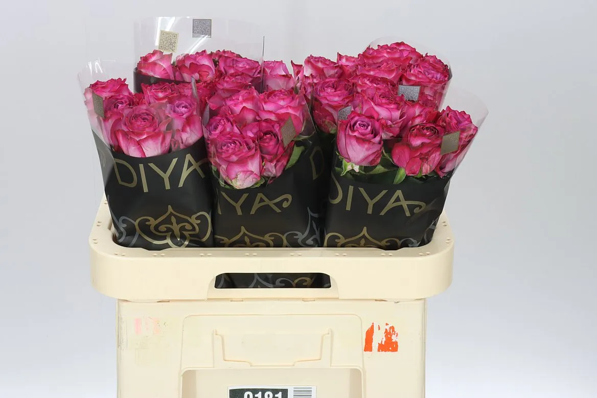 Rosa Gr Garcia • 60 cm