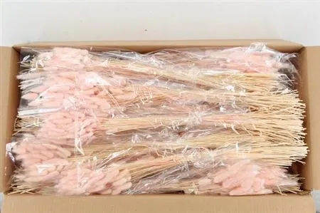 Dried Lagurus Peach • 70 cm