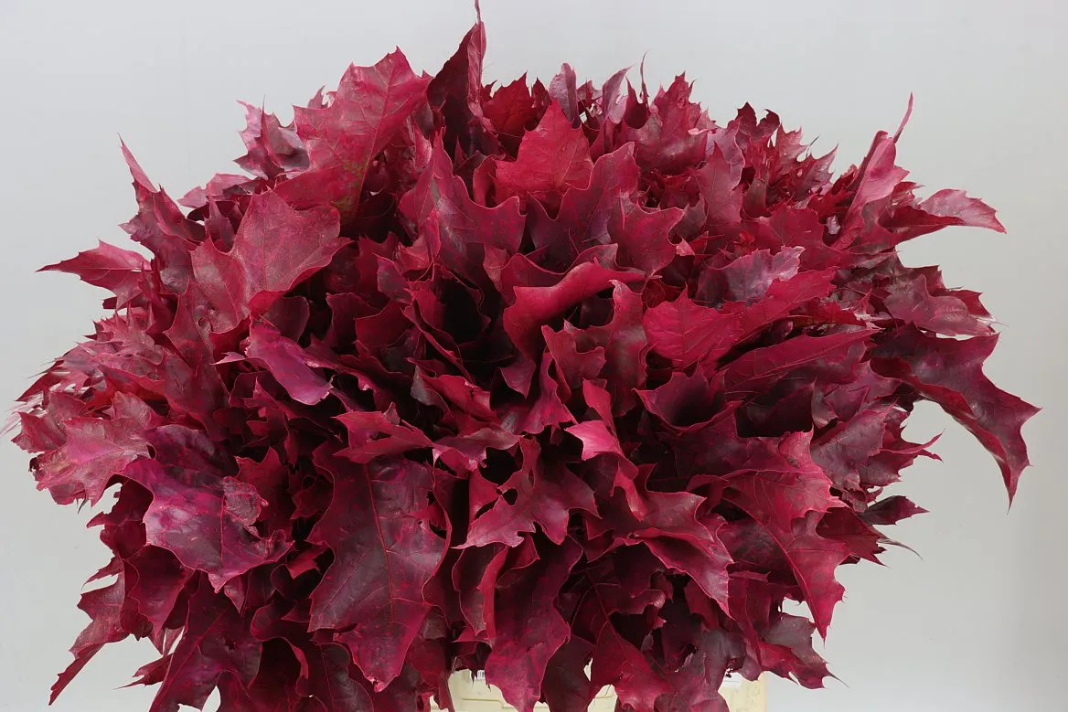 Quercus Painted Cerise • 60 cm