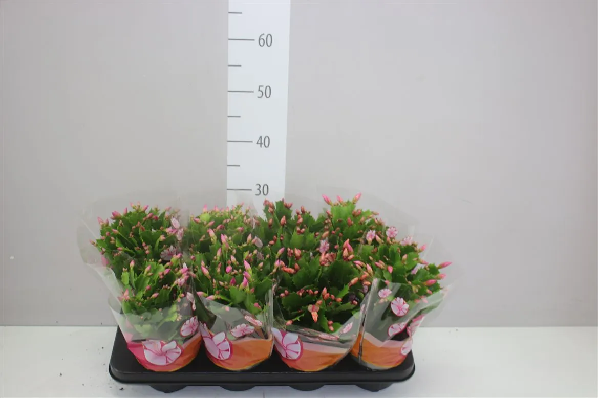 Schlumbergera Gemengd • črepník 13 cm