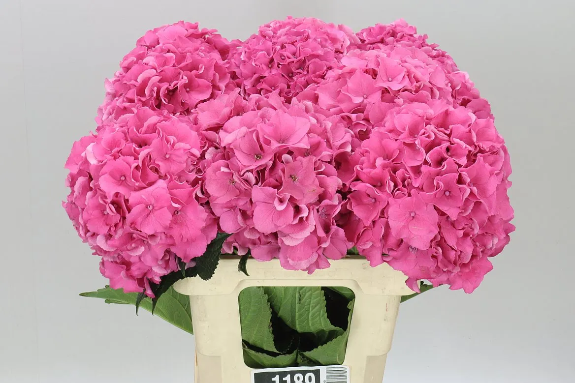 Hortenzia Breeze Pink • 60 cm