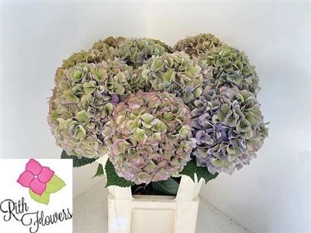 Hortenzia Parade Classic • 100 cm
