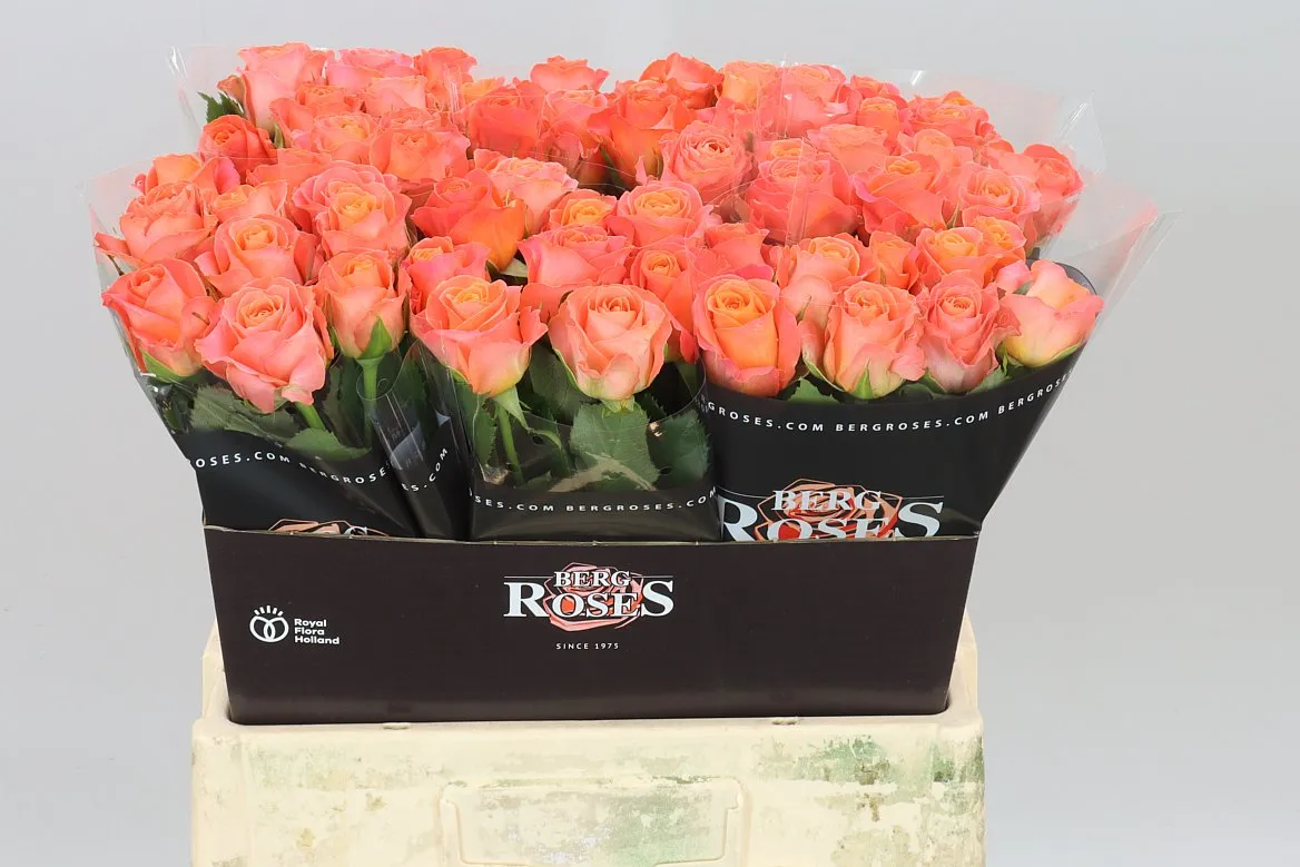 Rosa Gr Clarence?+ • 60 cm