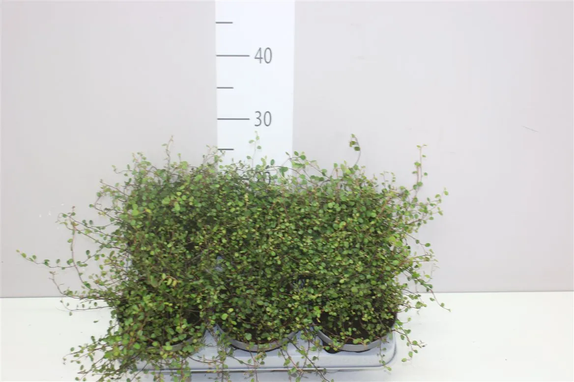 Muehlenbeckia • črepník 13 cm